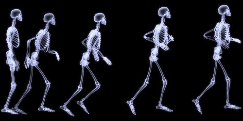 Cuantos-huesos-tiene-el-cuerpo-humano-1
